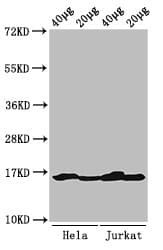 HIST1H3A Antibody