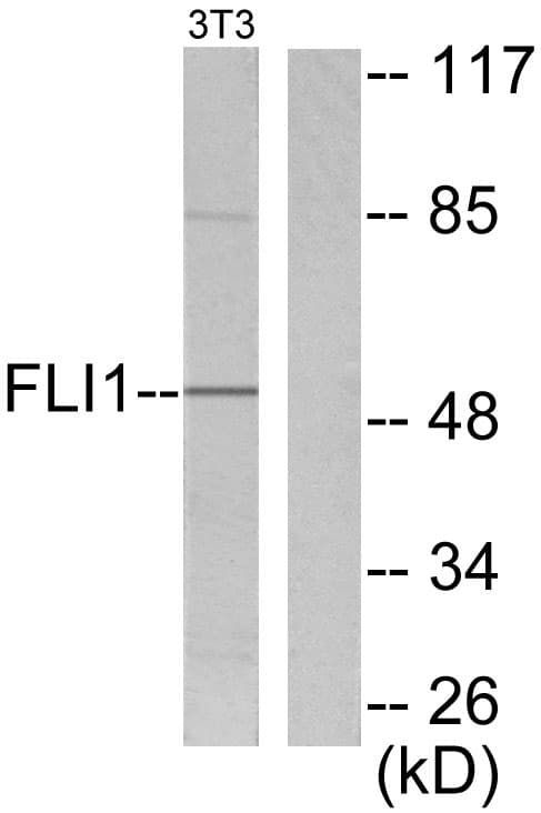 FLI1 Antibody (aa291-340)
