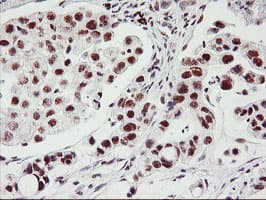 USP7 / HAUSP Antibody (clone OTI3F7)