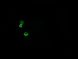 HCFC2 Antibody (clone OTI6C9)