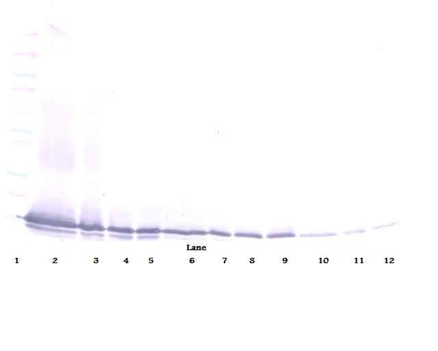 CCL21 / SLC Antibody