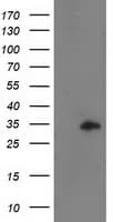 CCNB1IP1 Antibody (clone OTI4H3, Carrier-free)
