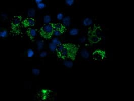 ROMO1 Antibody (clone OTI2C12)