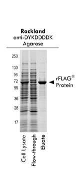 Monoclonal Mouse DYKDDDDK Tag Antibody (clone 29E4.G7, Agarose, WB)
