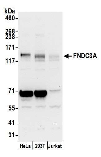 Polyclonal Rabbit anti-Human FNDC3A Antibody (aa700-750, WB)