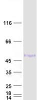 Human GATA3 Protein (Recombinant Myc-DDK (Flag))
