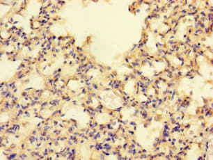Polyclonal Rabbit anti-Human MRPL50 Antibody
