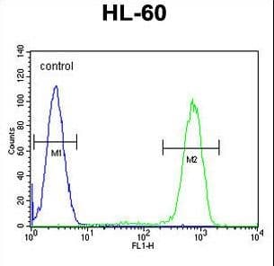Polyclonal Rabbit anti-Human CASP12 / Caspase 12 Antibody (aa165-193, IHC, IF, WB)