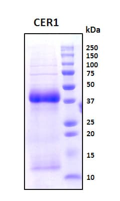 Human CER1 Protein (Recombinant His, N-Terminal)