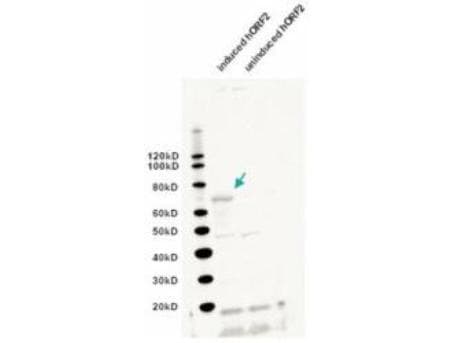 LINE-1 Antibody