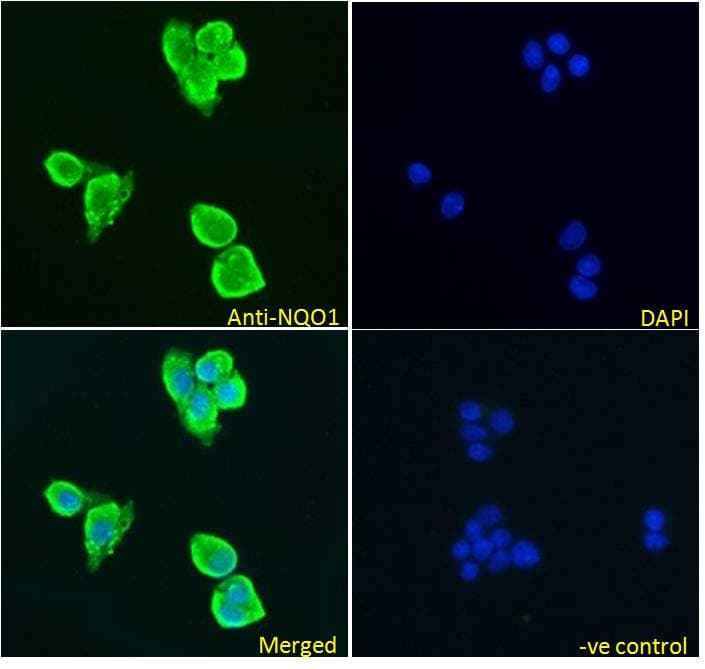 IHC-plus™ NQO1 Antibody (aa134-146)