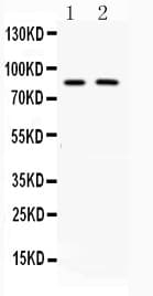 MUT / MCM Antibody