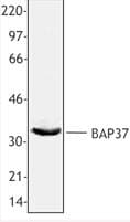IHC-plus™ Prohibitin 2 / PHB2 Antibody (C-Terminus)