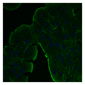IHC-plus™ ACTB / Beta Actin Antibody (N-Terminus)