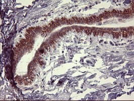 IL1A / IL-1 Alpha Antibody (clone OTI2F8)