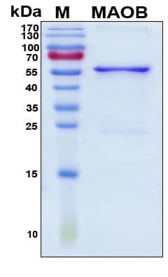 Human MAOB / Monoamine Oxidase B Protein (Recombinant His, N-Terminal)