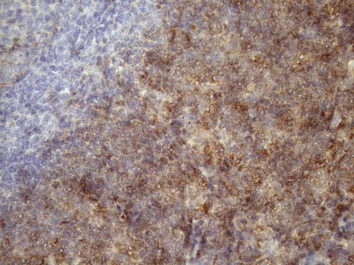 TNF Alpha Antibody (clone OTI5H8, Carrier-free)