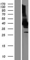 Human MOV10L1 Protein (Over-Expression Lysate Myc-DDK (Flag))
