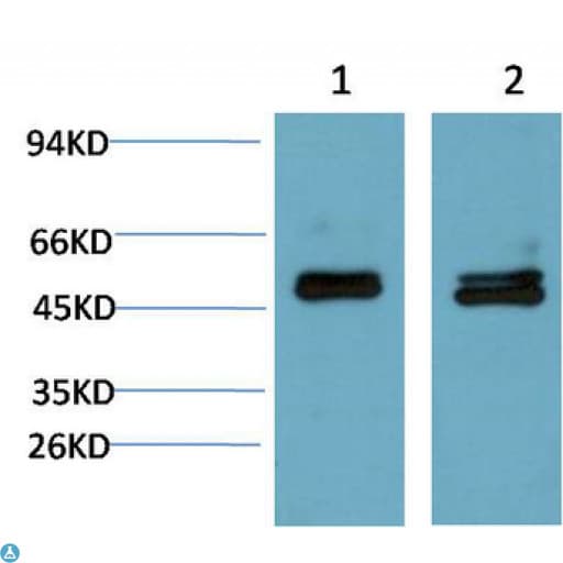 SMAD3 Antibody