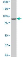 IHC-plus™ DNAJC10 Antibody (clone 3C4)