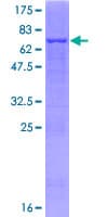 Human PRMT8 Protein (Recombinant GST, N-terminus)