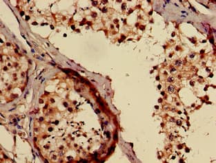 TMCO1 Antibody