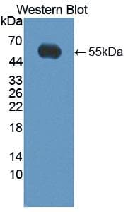 KLK14 / Kallikrein 14 Antibody (aa36-267, Cy3)