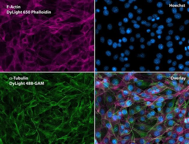 Alpha Tubulin Antibody (Amino Acid: 65-97, clone TU-01)