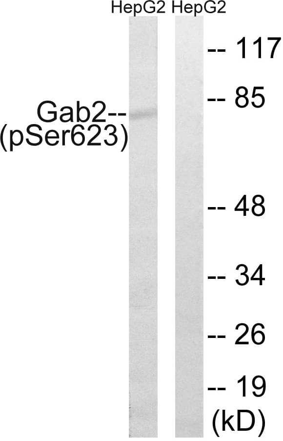 GAB2 Antibody (phospho-Ser623)