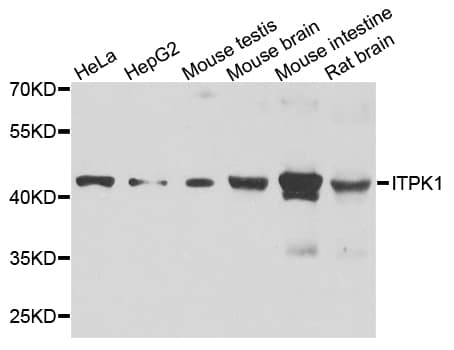 ITPK1 Antibody