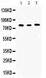 CCNT1 / Cyclin T1 Antibody