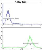 PDI / P4HB Antibody (aa436-464)