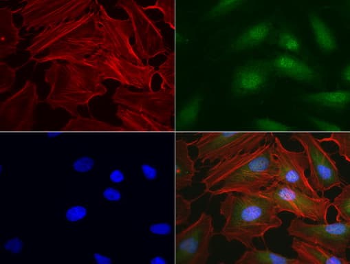 Monoclonal Mouse anti-Human C14orf166 Antibody (clone UMAB181, IHC, IF, WB)