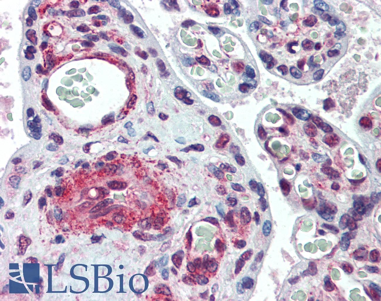 IHC-plus™ SYMPK / Symplekin Antibody (clone 4C2)