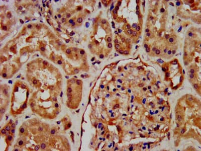 RNF7 Antibody