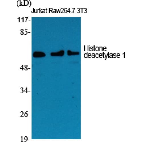 HDAC1 Antibody (410-490 aa, C-terminal)