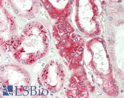 FUT4 / CD15 Antibody (aa264-497)