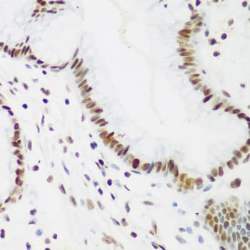 IHC-plus™ PCNA Antibody