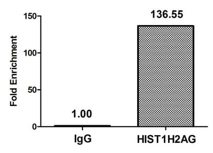 Polyclonal Rabbit anti-Human HIST1H2AI Antibody (IHC, WB)