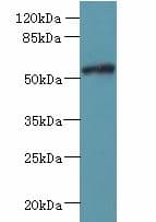 FAM126B Antibody