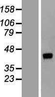 DNAJB14 Protein (Over-Expression Lysate Myc-DDK (Flag))