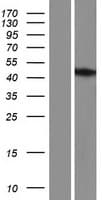 Human TMEM110-MUSTN1 Protein (Over-Expression Lysate Myc-DDK (Flag))