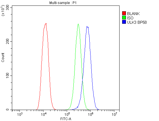 Polyclonal Rabbit anti-Human ULK3 Antibody (aa427-454, IHC, WB)