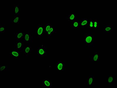 H2AFZ / H2A.z Antibody