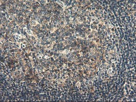 RGS16 Antibody (clone OTI1D3)