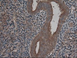CPA1 / Carboxypeptidase A Antibody (clone OTI4F1)