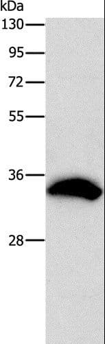 CDCA8 / Borealin Antibody