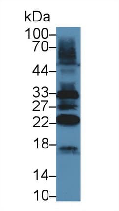 TAZ Antibody (aa46-240)