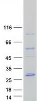 Human PSMB2 Protein (Recombinant Myc-DDK (Flag))