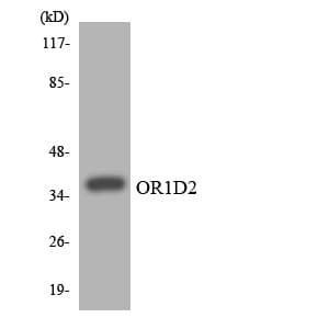 Polyclonal Rabbit anti-Human OR1D2 Antibody (aa189-238, WB)